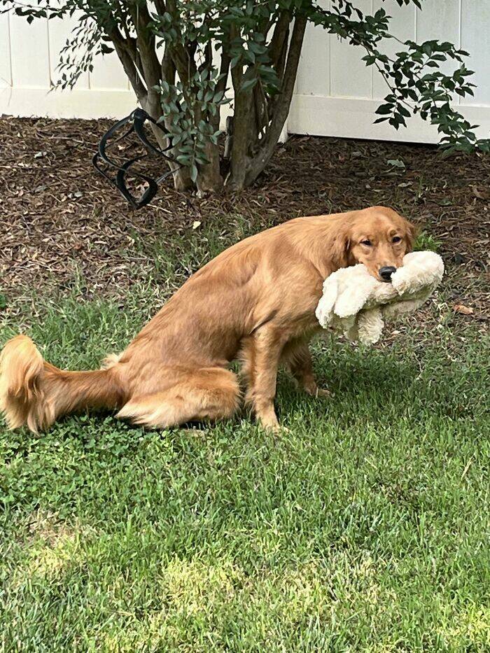 Paws For Concern: Hilariously Confusing Canines