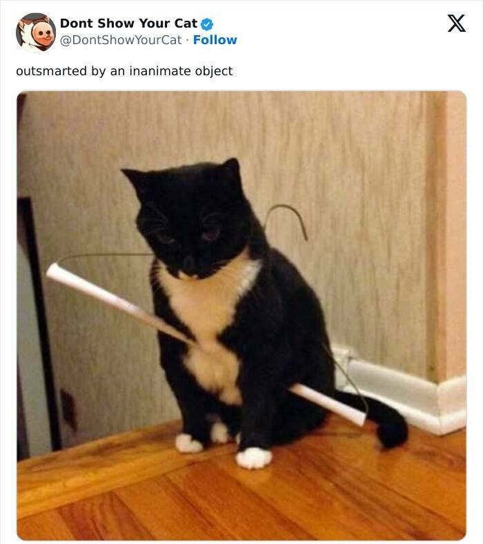 Whisker-Whimsy: Chuckle-Worthy Cat Pics And Memes