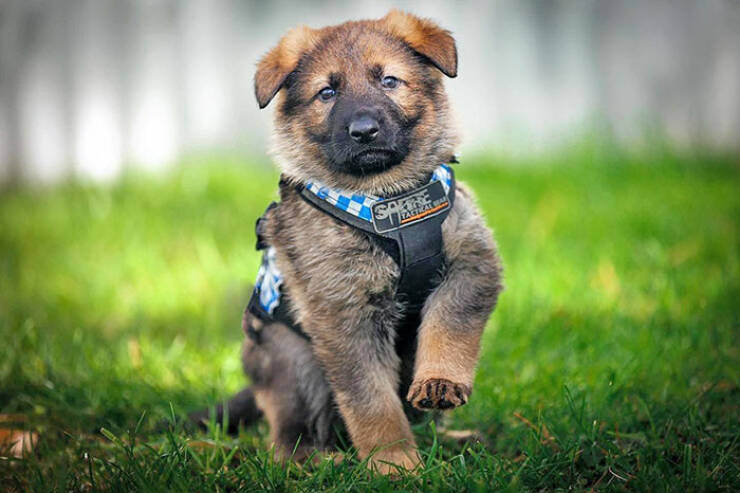 Paws & Protect: Adorable Police Pups In Training