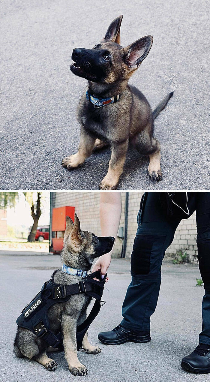 Paws & Protect: Adorable Police Pups In Training