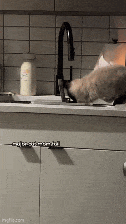 Daily Gifdump
