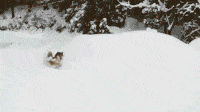 Daily Gifdump