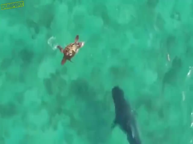 Turtle Vs Shark