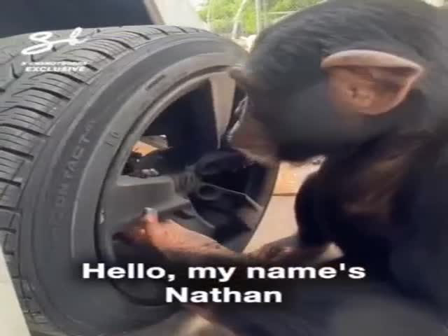 Great Mechanic
