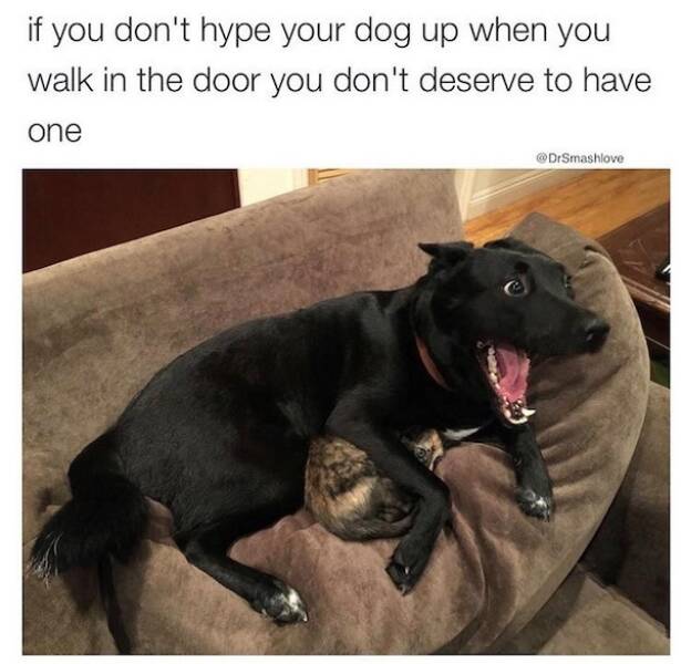Pawsitively Hilarious: Dog Memes For Endless Smiles