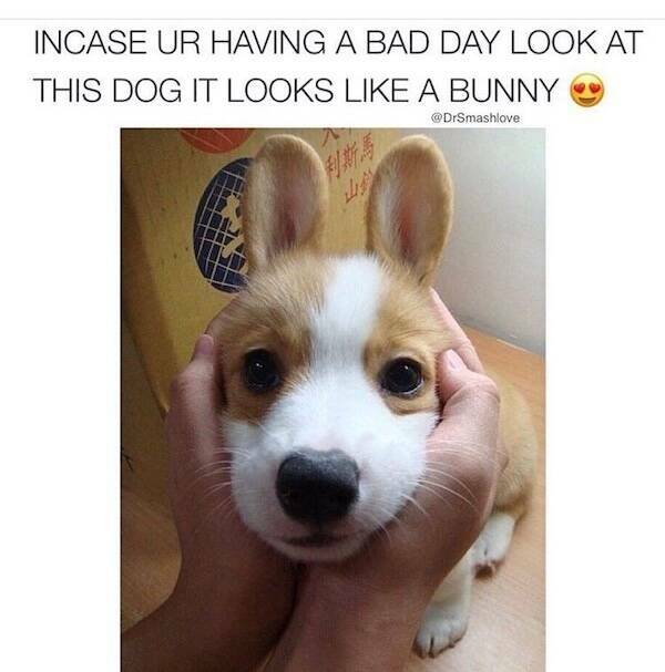 Pawsitively Hilarious: Dog Memes For Endless Smiles