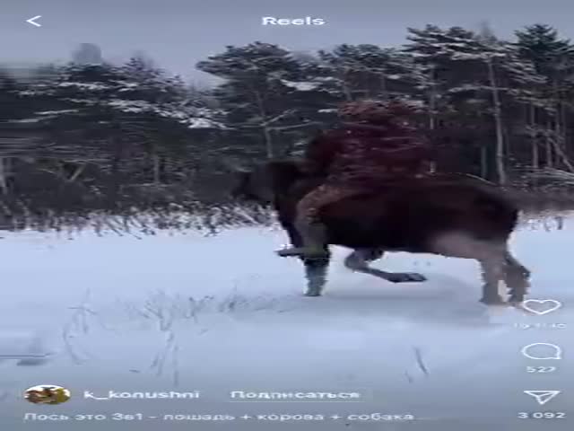 Moose Ride