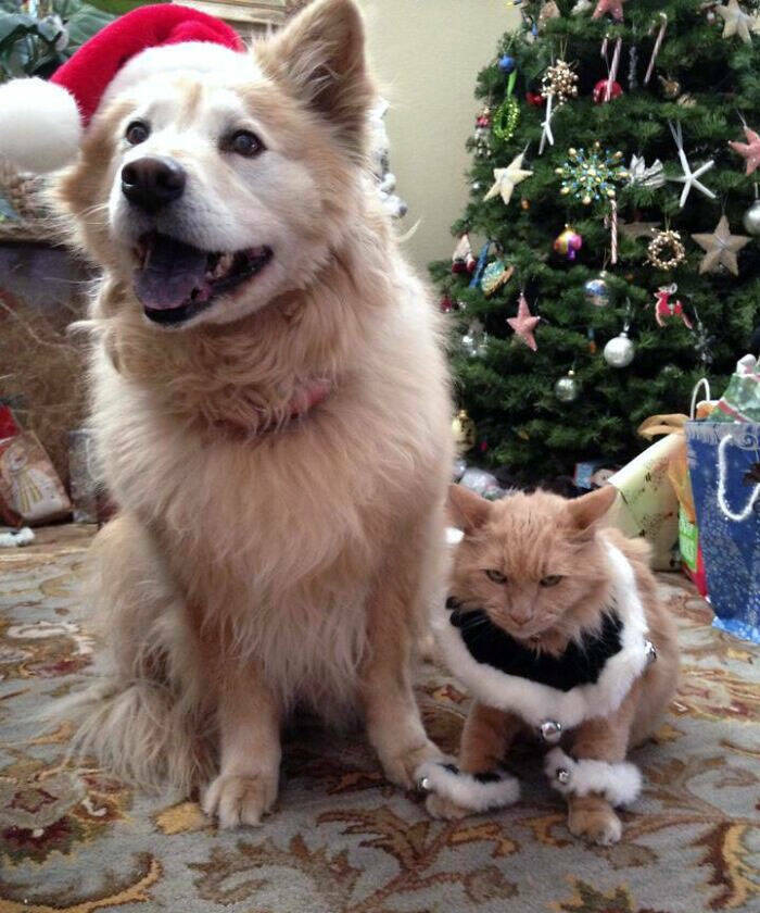 Paws And Claus: Pets Adorable Yet Deviously Festive Antics