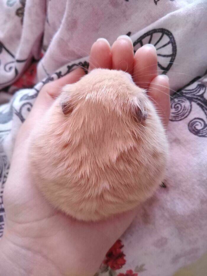 Adorably Plump: Cuteness Overload With Round Animals