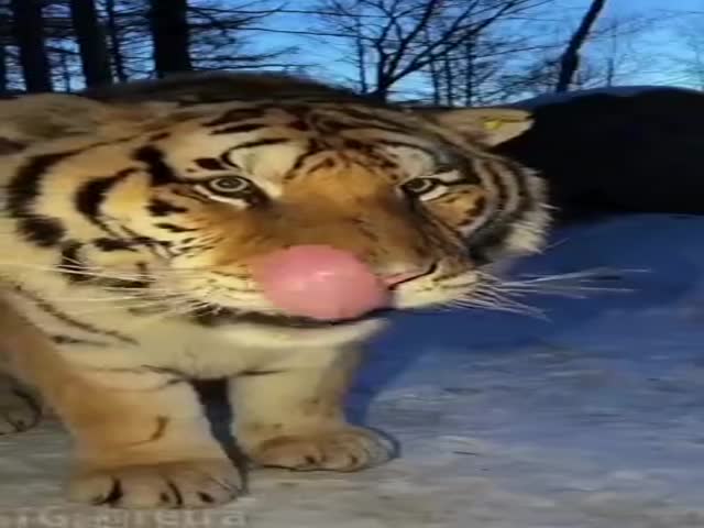 A Tiger Found A Camera Trap