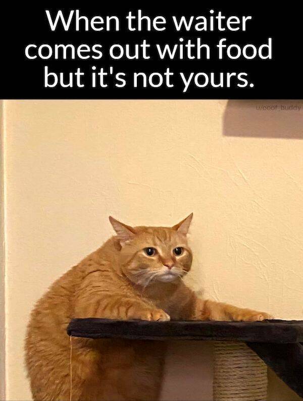 Memes That Hit The Spot: Deliciously Tasty Humor Memes That Hit The Spot: Deliciously Tasty Humor