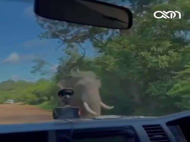 In Sri Lanka, An Elephant Broke Into A Tourists Car And Ate French Fries