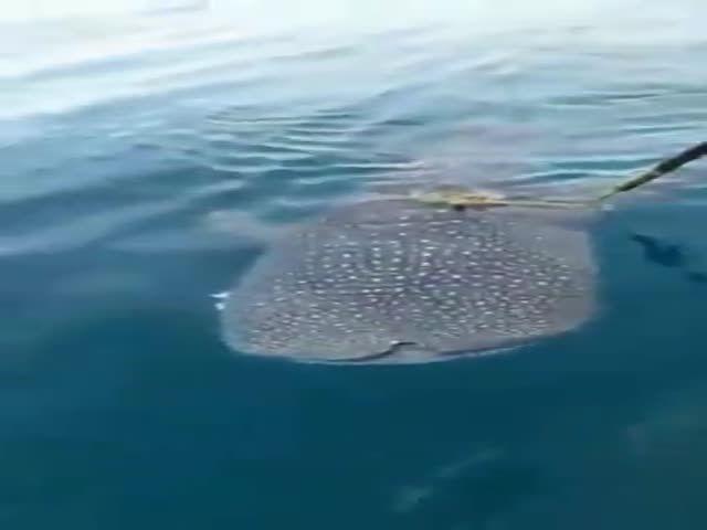 The Whale Shark Asked The Fishermen To Cut The Rope