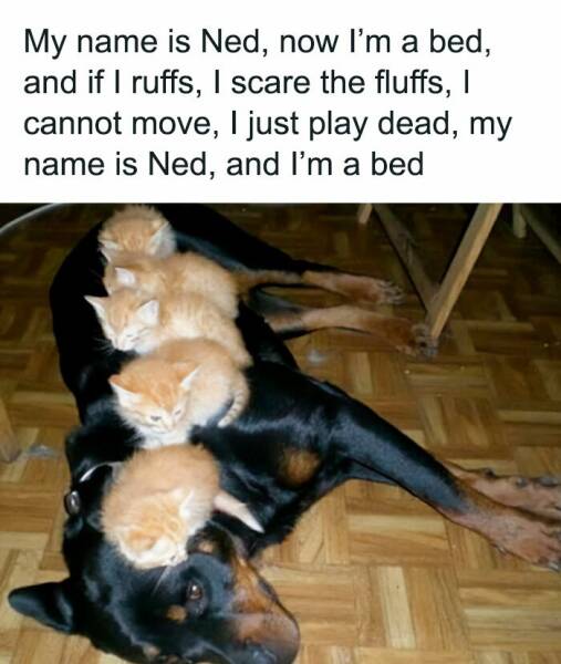 Pawsitively Perfect Cat Memes For Brightening Your Day