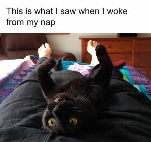 Pawsitively Perfect Cat Memes For Brightening Your Day