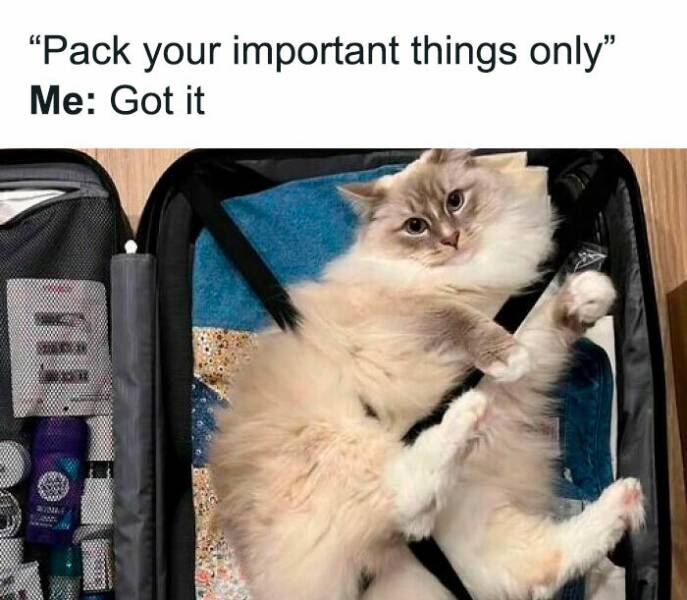 Pawsitively Perfect Cat Memes For Brightening Your Day