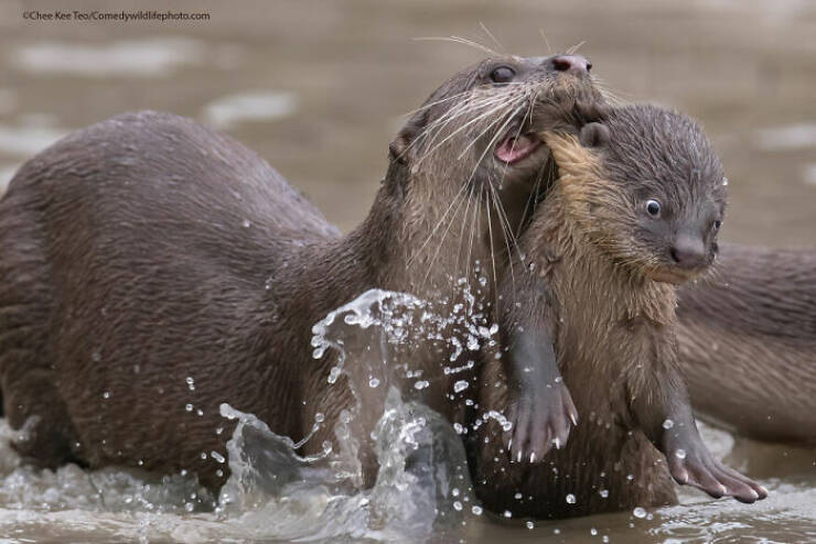 A Safari Of Giggles: The Best Shots From Comedy Wildlife Photography