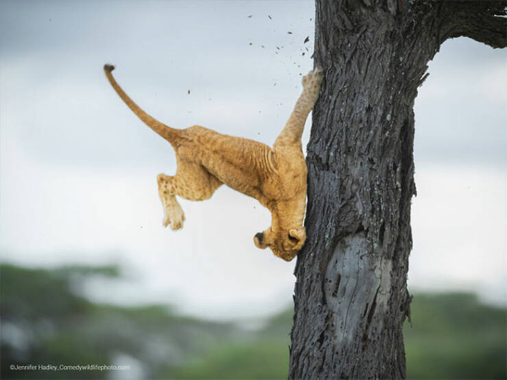 A Safari Of Giggles: The Best Shots From Comedy Wildlife Photography