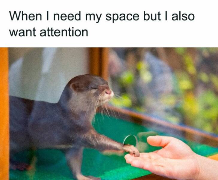 Critter Chuckles: Hilarious Animal Memes For Instant Smiles