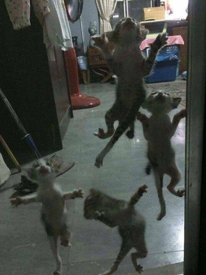 Chaos Unleashed By These Cursed Cats