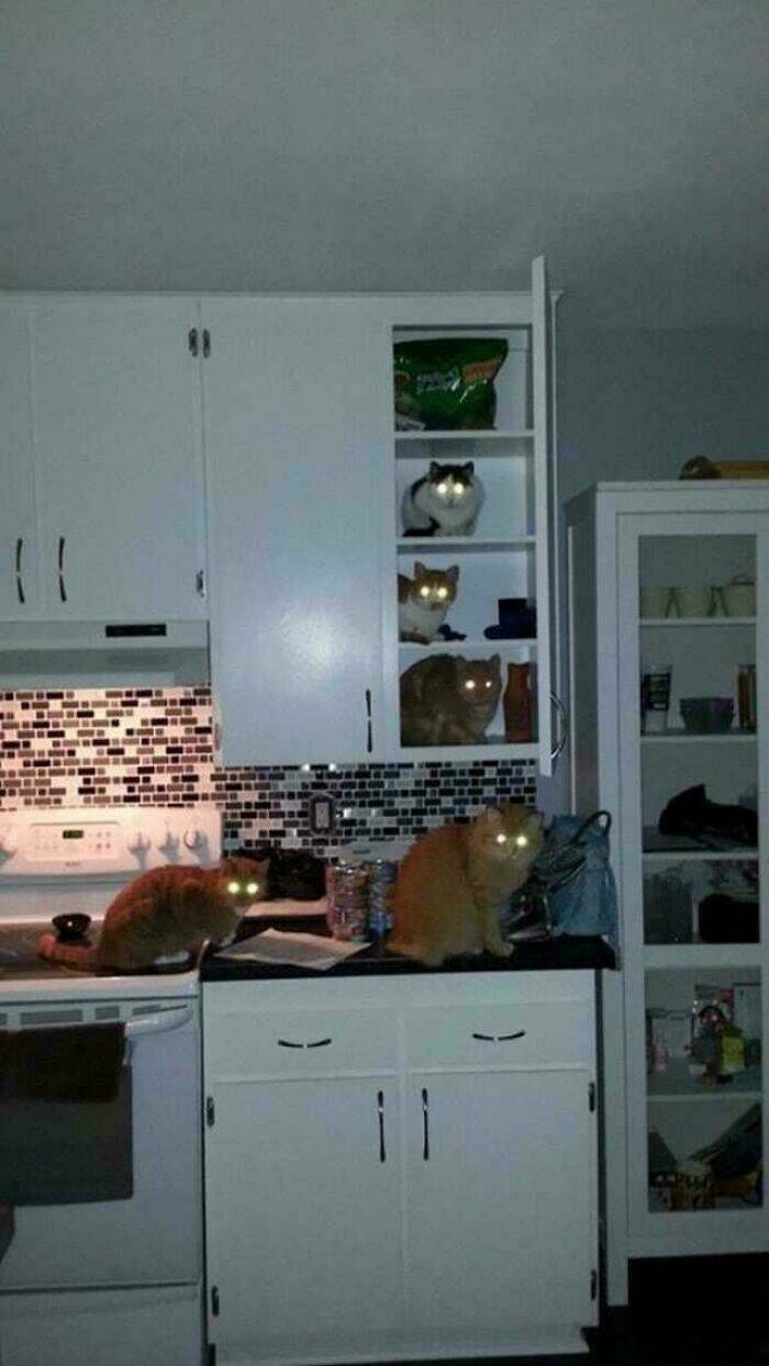 Chaos Unleashed By These Cursed Cats