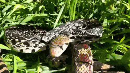 Snake Savvy: Essential Facts For Americans Coexisting With Venomous Serpents