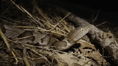 Snake Savvy: Essential Facts For Americans Coexisting With Venomous Serpents