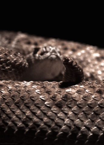 Snake Savvy: Essential Facts For Americans Coexisting With Venomous Serpents