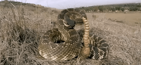 Snake Savvy: Essential Facts For Americans Coexisting With Venomous Serpents