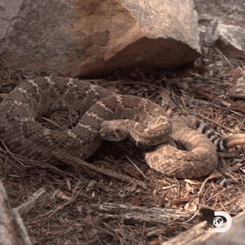 Snake Savvy: Essential Facts For Americans Coexisting With Venomous Serpents
