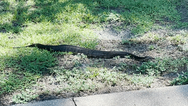 Snake Savvy: Essential Facts For Americans Coexisting With Venomous Serpents