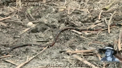 Snake Savvy: Essential Facts For Americans Coexisting With Venomous Serpents