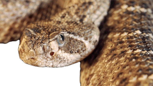 Snake Savvy: Essential Facts For Americans Coexisting With Venomous Serpents