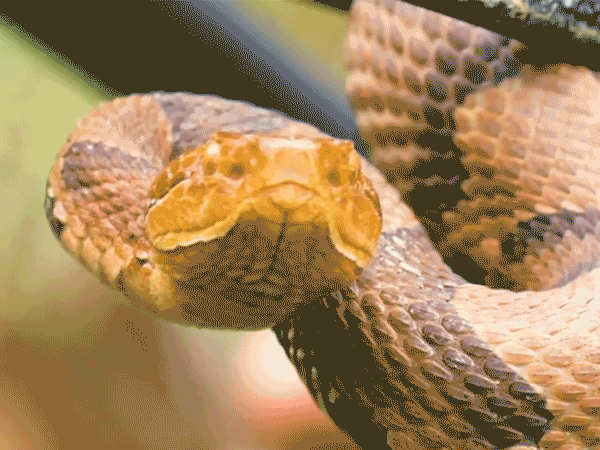 Snake Savvy: Essential Facts For Americans Coexisting With Venomous Serpents