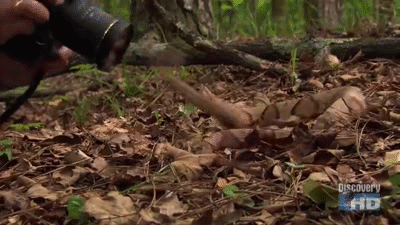 Snake Savvy: Essential Facts For Americans Coexisting With Venomous Serpents