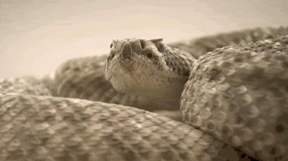 Snake Savvy: Essential Facts For Americans Coexisting With Venomous Serpents