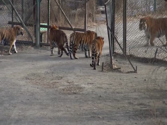 Siberian Tiger Transported To China And Placed In An Enclosure With Bengal Tigers