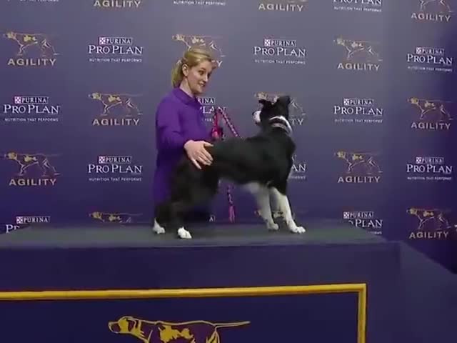 The Perfect Agility Route Completion By A Border Collie