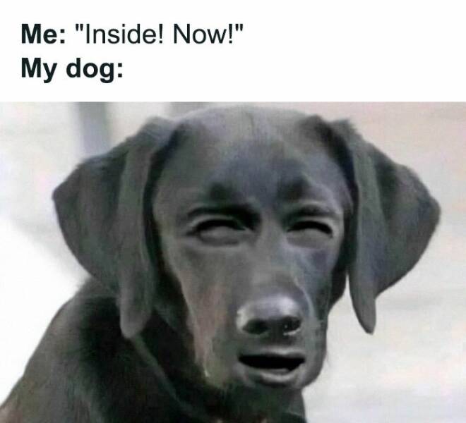 Introvert Humor: Memes That Speak The Language Of The Quiet