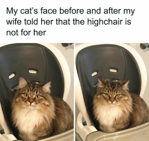 Feline Fun: A Collection Of Hilarious And Adorable Cat Memes