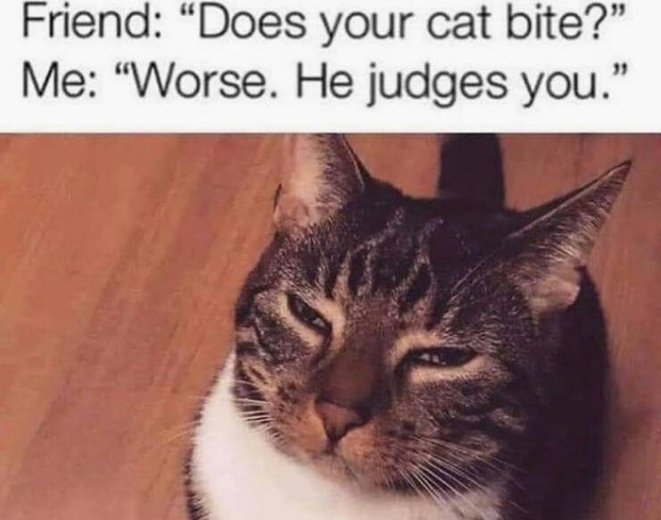 Feline Fun: A Collection Of Hilarious And Adorable Cat Memes