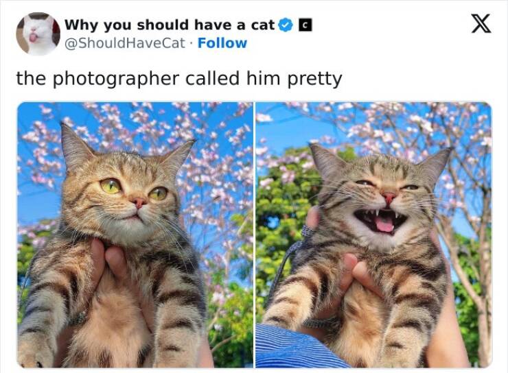 Feline Bliss: Compelling Reasons To Welcome A Cat Into Your Life