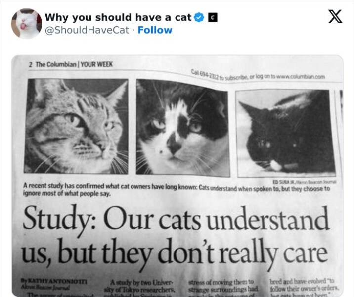 Feline Bliss: Compelling Reasons To Welcome A Cat Into Your Life