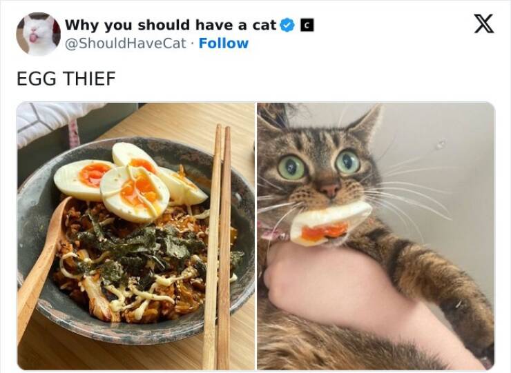 Feline Bliss: Compelling Reasons To Welcome A Cat Into Your Life