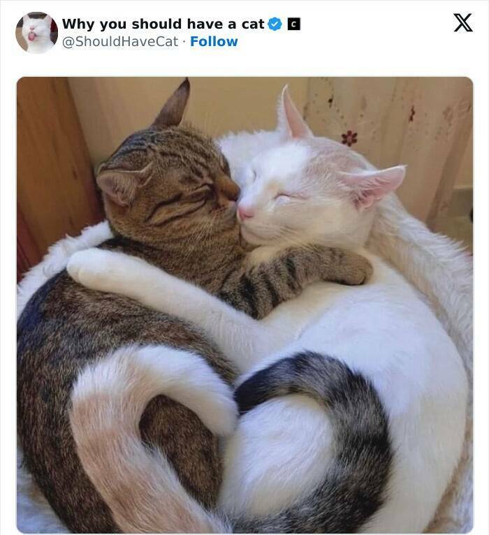 Feline Bliss: Compelling Reasons To Welcome A Cat Into Your Life