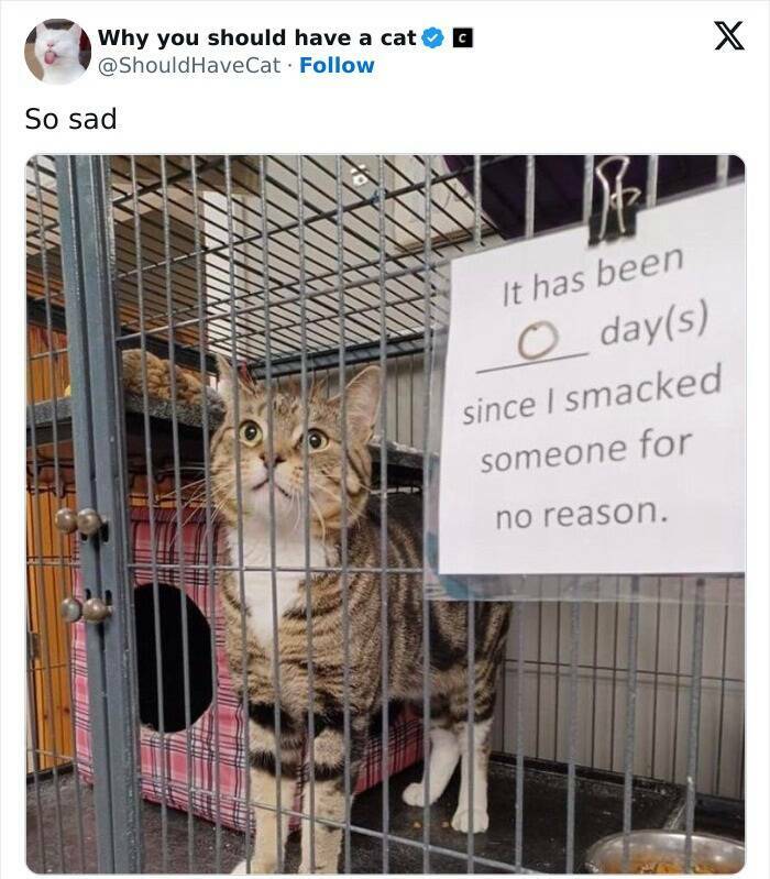 Feline Bliss: Compelling Reasons To Welcome A Cat Into Your Life