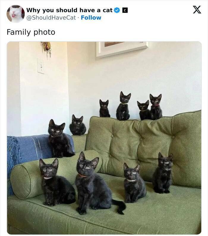 Feline Bliss: Compelling Reasons To Welcome A Cat Into Your Life
