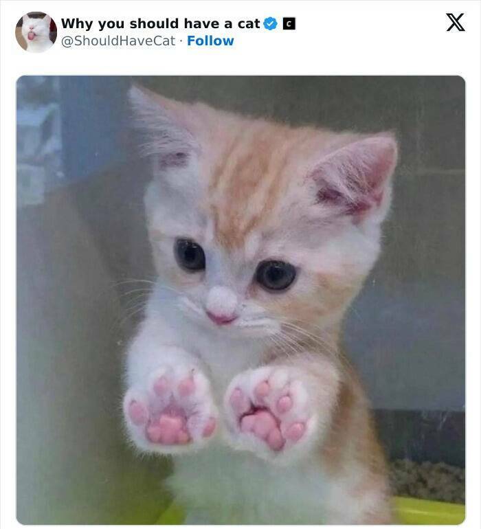 Feline Bliss: Compelling Reasons To Welcome A Cat Into Your Life