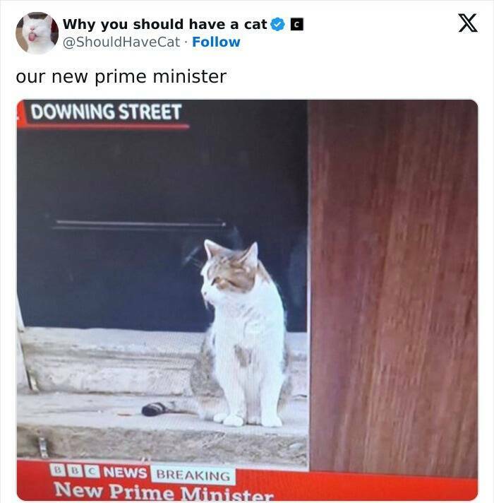 Feline Bliss: Compelling Reasons To Welcome A Cat Into Your Life