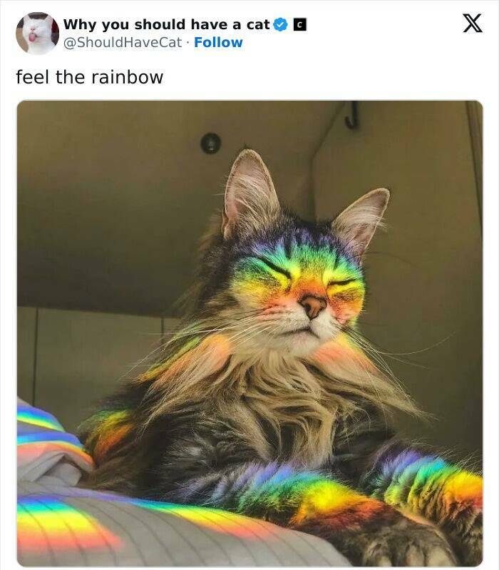 Feline Bliss: Compelling Reasons To Welcome A Cat Into Your Life